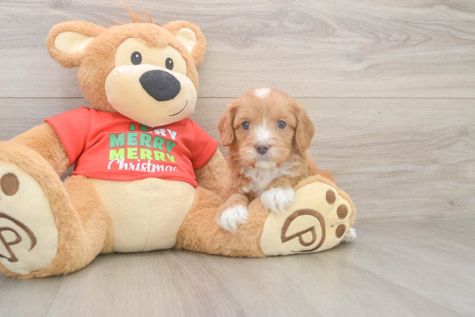 Cavapoo Pup Being Cute