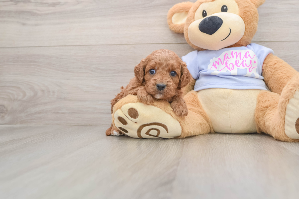 Hypoallergenic Cavadoodle Poodle Mix Puppy