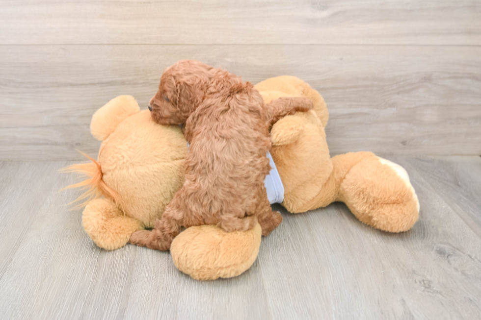 Playful Cavapoodle Poodle Mix Puppy