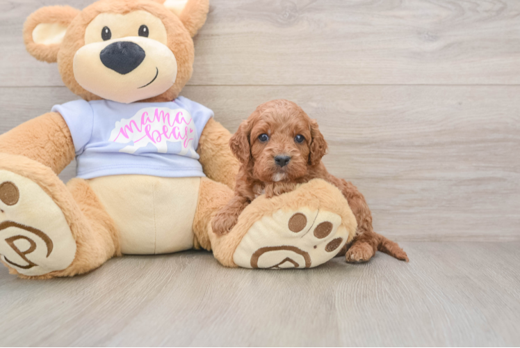 Smart Cavapoo Poodle Mix Pup