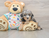 9 week old Cavapoo Puppy For Sale - Premier Pups