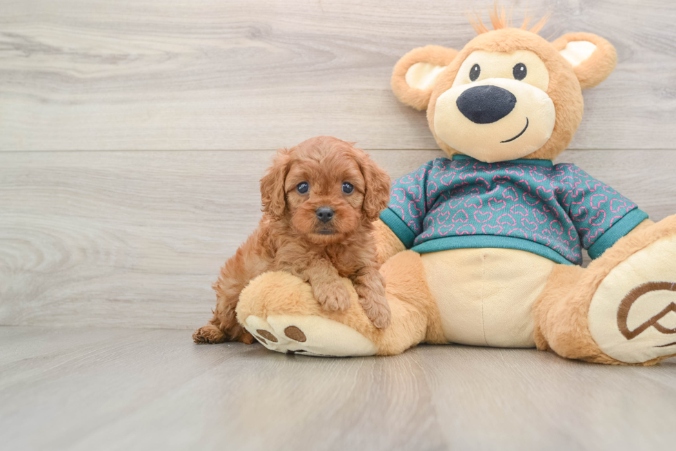 Cavapoo Pup Being Cute