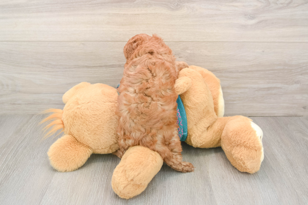 Playful Cavapoodle Poodle Mix Puppy