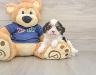 7 week old Cavapoo Puppy For Sale - Premier Pups