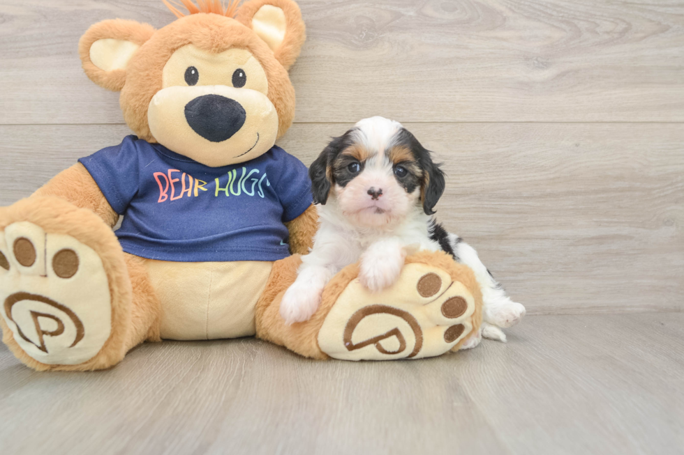 Playful Cavapoodle Poodle Mix Puppy