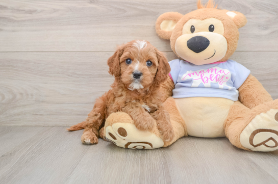 Popular Cavapoo Poodle Mix Pup