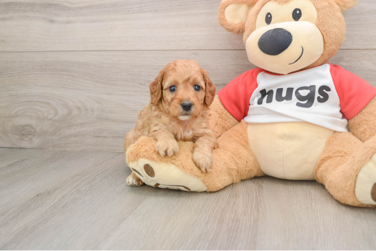 Sweet Cavapoo Baby