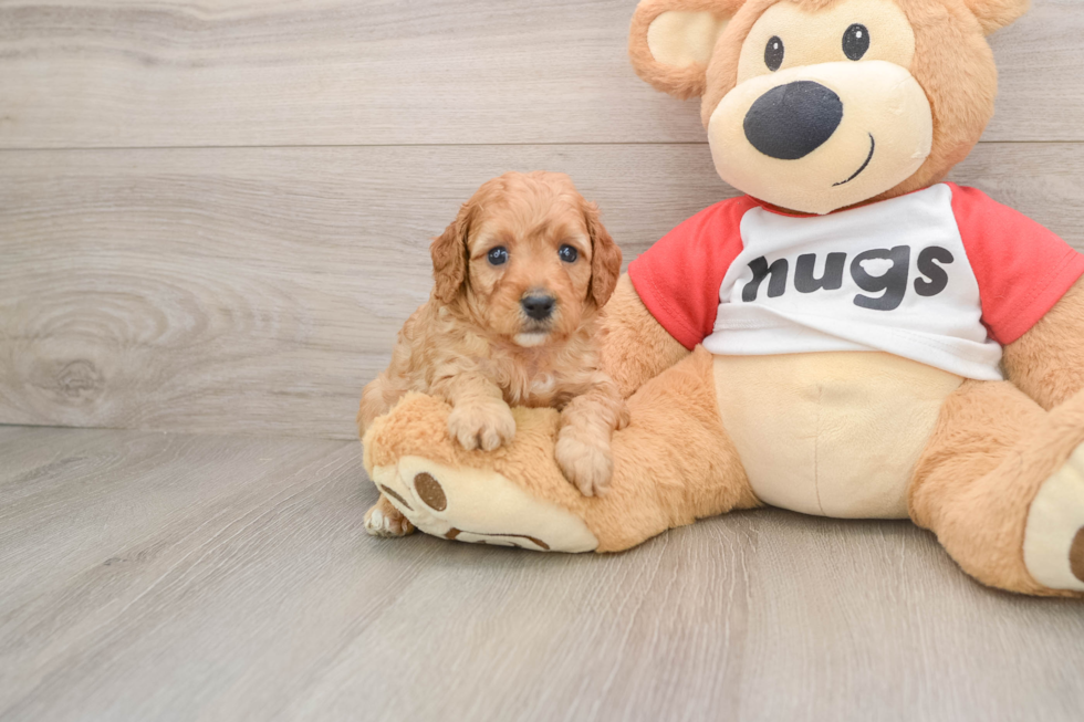 Sweet Cavapoo Baby
