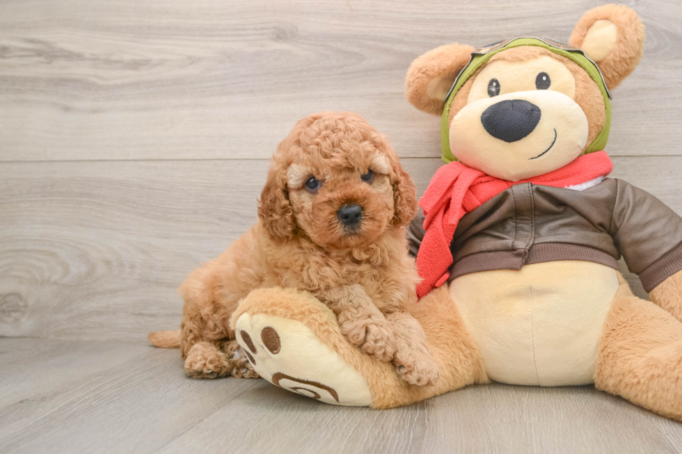 Adorable Cavalier King Charles Spaniel and Poodle Mix Poodle Mix Puppy
