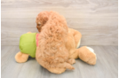 Best Cavapoo Baby