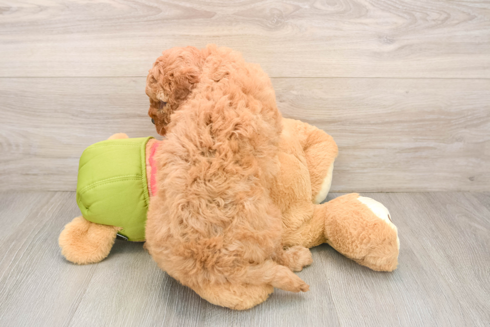 Best Cavapoo Baby