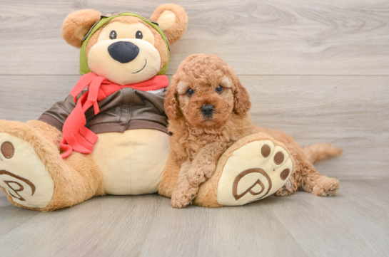 Best Cavapoo Baby