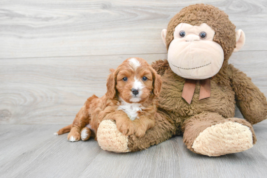 Cavapoo Pup Being Cute