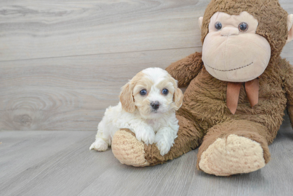 Petite Cavapoo Poodle Mix Pup