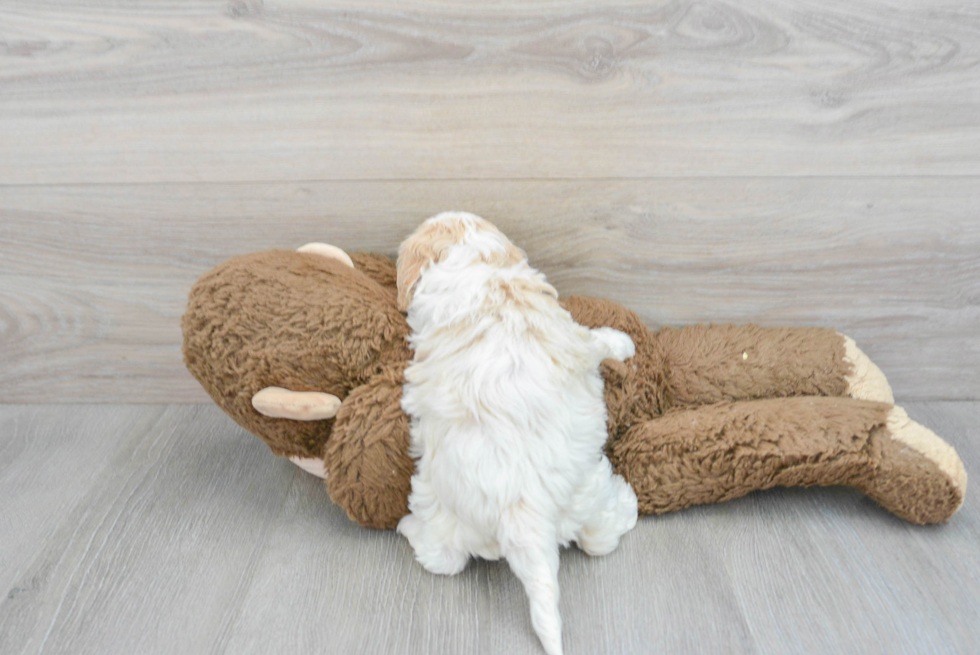 Friendly Cavapoo Baby