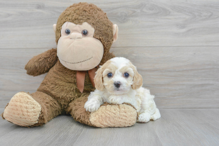 Funny Cavapoo Poodle Mix Pup