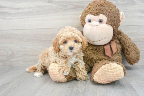 Best Cavapoo Baby