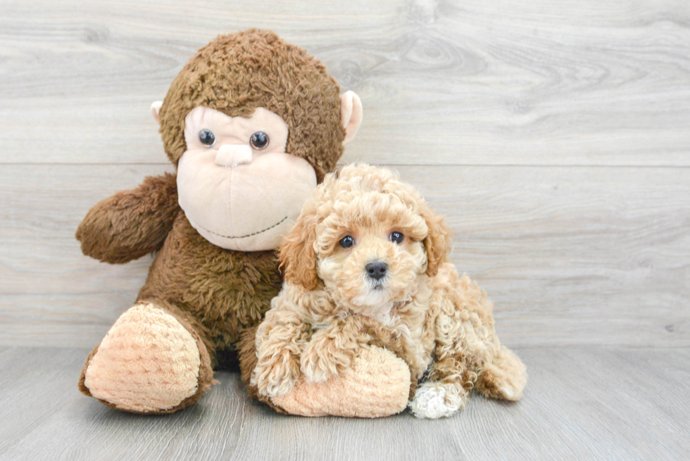 Playful Cavoodle Poodle Mix Puppy