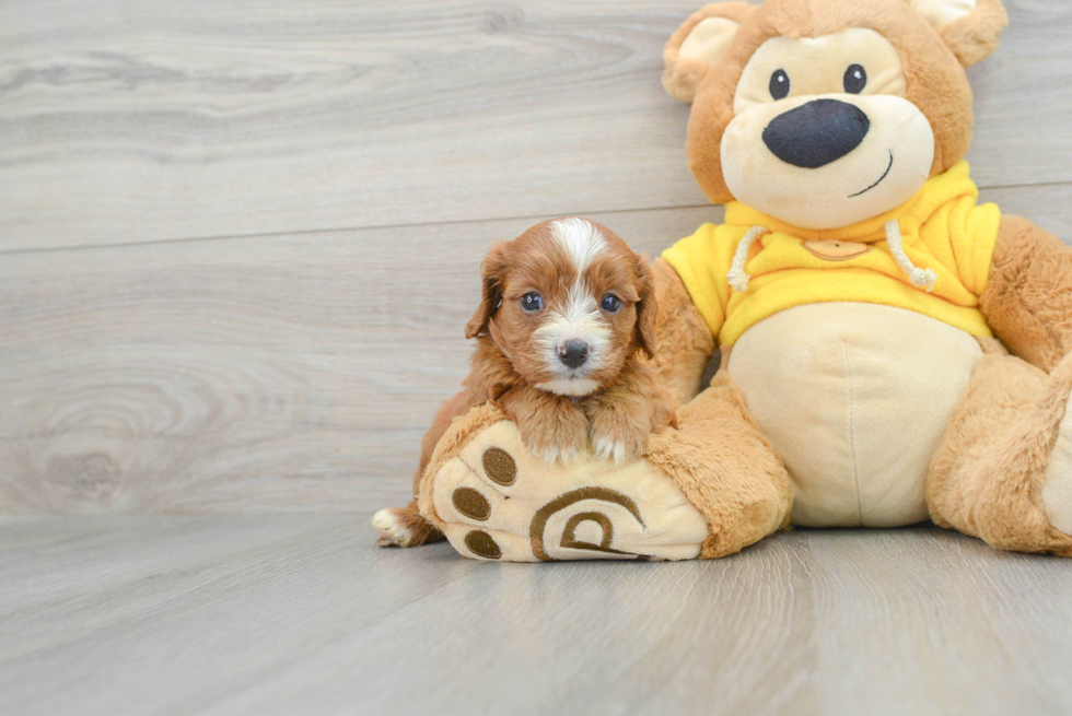 Best Cavapoo Baby