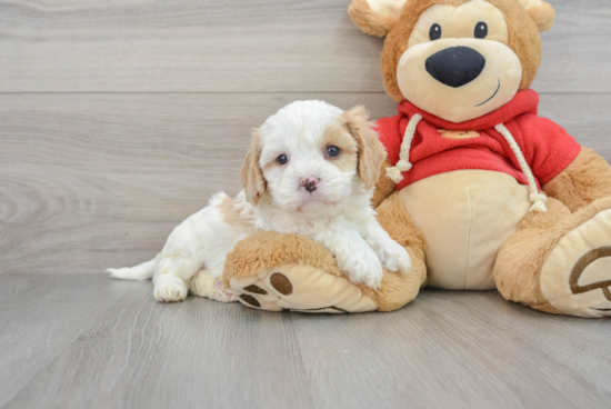 Hypoallergenic Cavoodle Poodle Mix Puppy