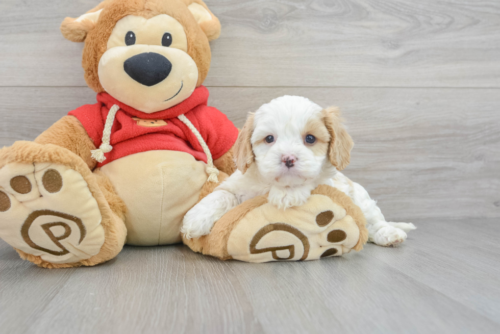 Playful Cavoodle Poodle Mix Puppy