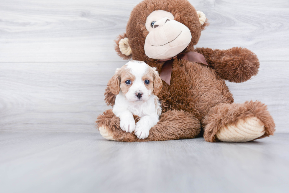 Cavapoo Puppy for Adoption