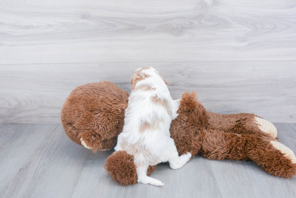 Happy Cavapoo Baby