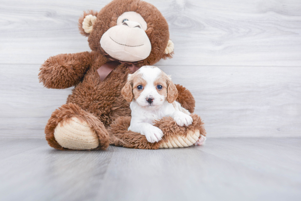 Cavapoo Puppy for Adoption