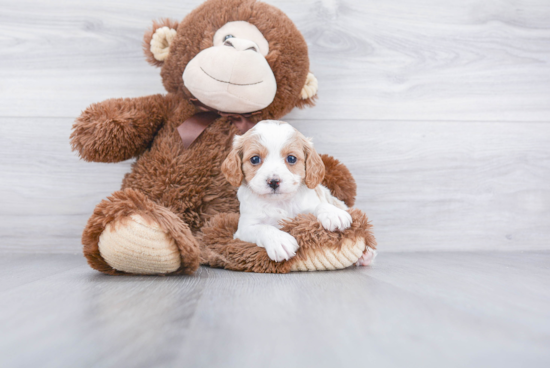 Cavapoo Puppy for Adoption