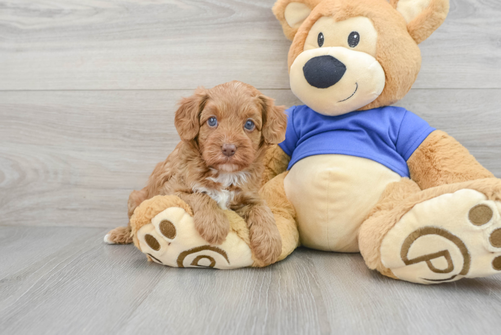 Cavapoo Puppy for Adoption