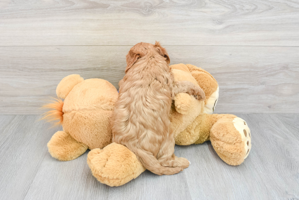 Cavapoo Pup Being Cute