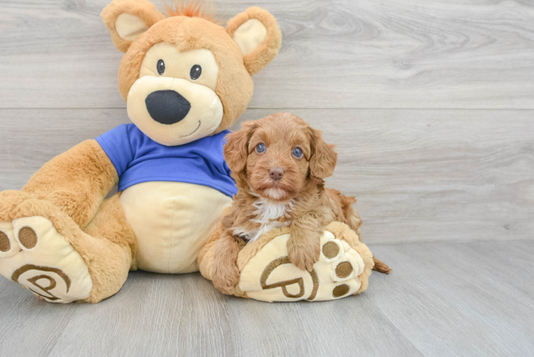 Cavapoo Puppy for Adoption
