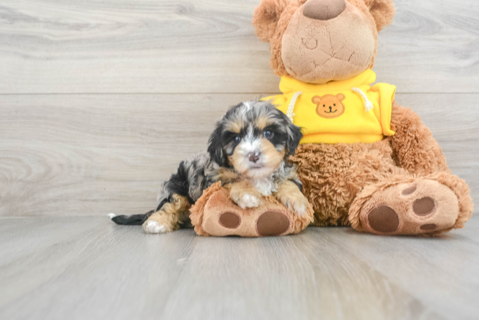 Funny Cavapoo Natalia: 2lb 15oz Doodle Puppy