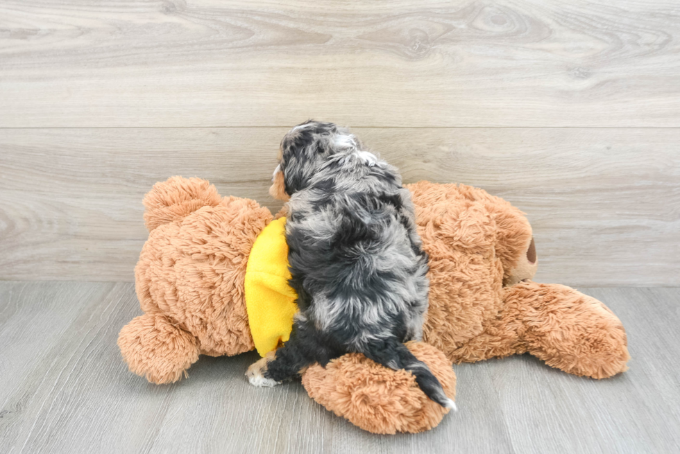 Funny Cavapoo Natalia: 2lb 15oz Doodle Puppy