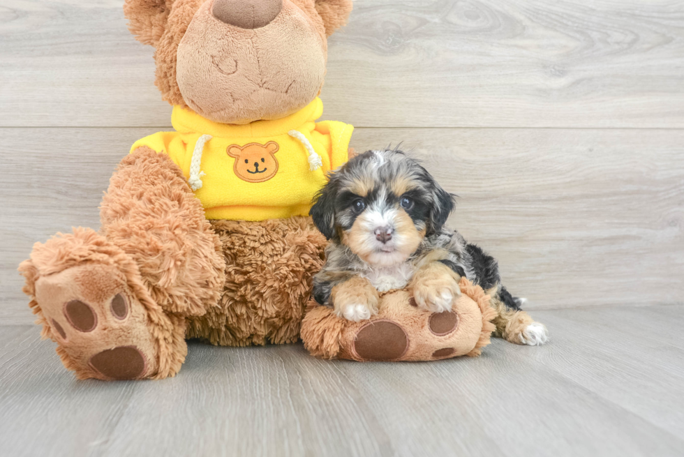 Funny Cavapoo Natalia: 2lb 15oz Doodle Puppy