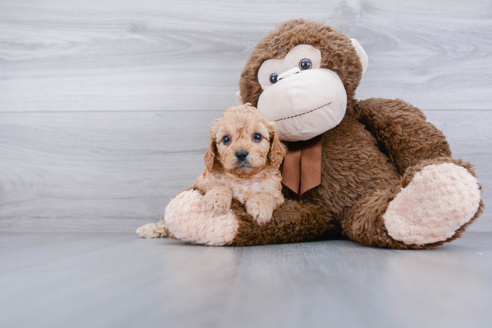 Best Cavapoo Baby