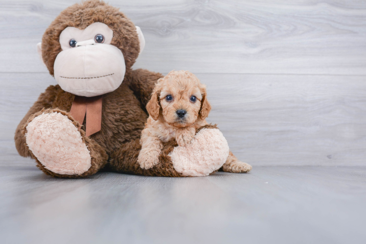 Small Cavapoo Baby