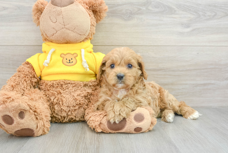 Best Cavapoo Baby