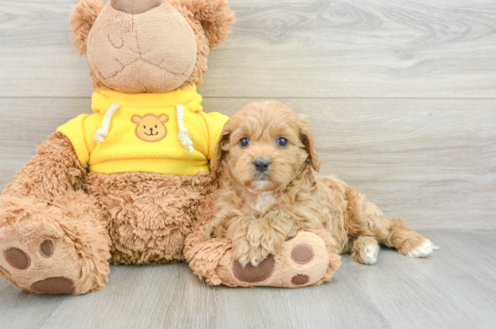 Best Cavapoo Baby