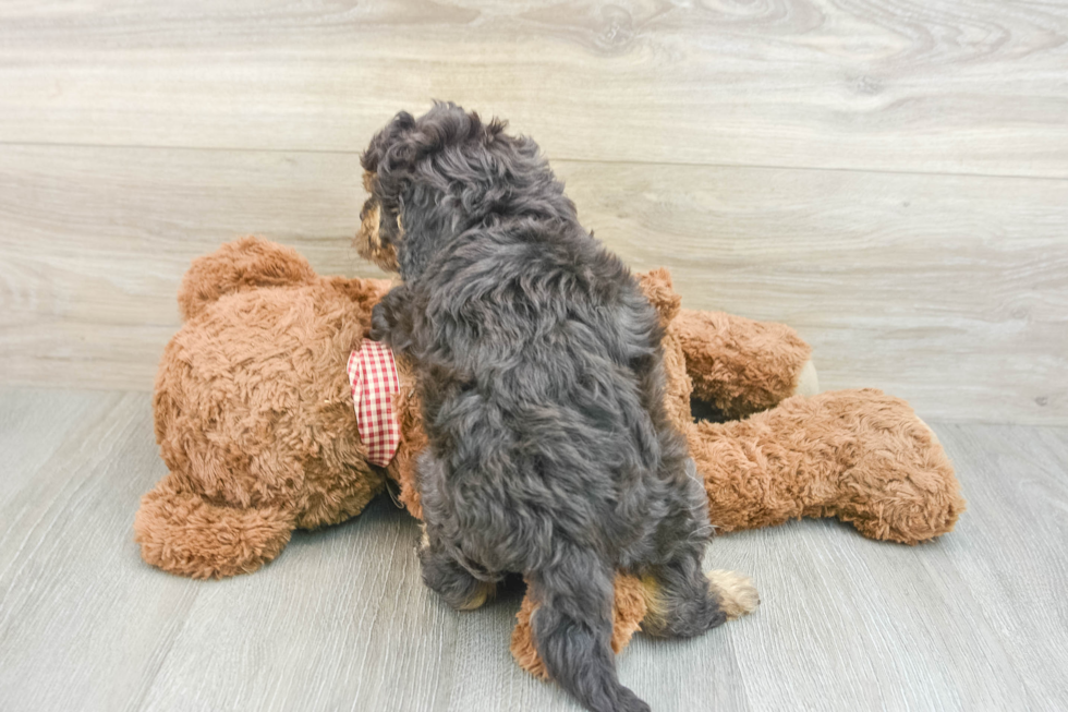 Funny Cavapoo Poodle Mix Pup