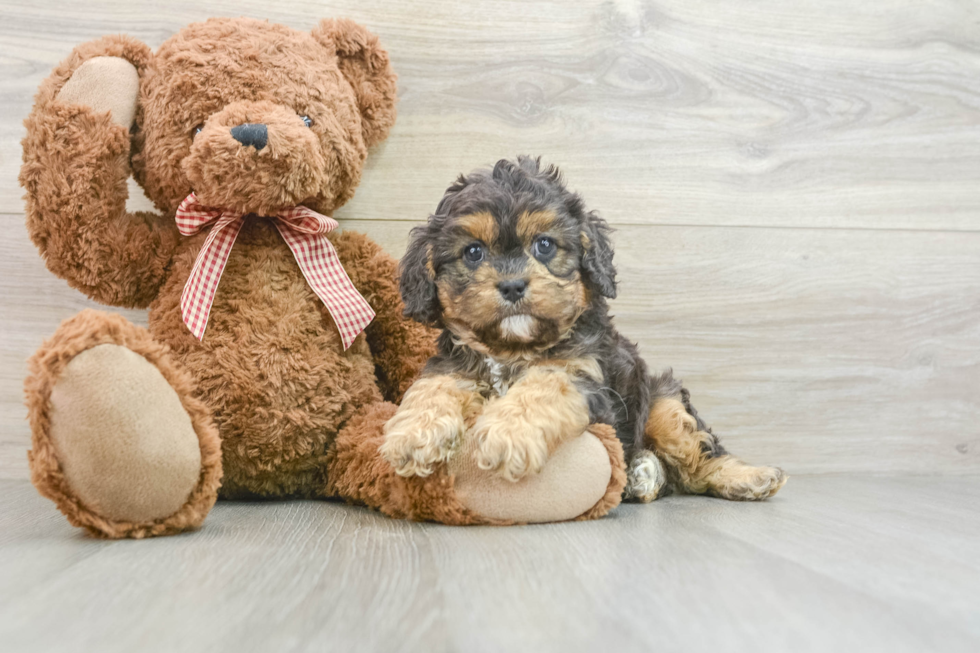 Cavapoo Puppy for Adoption