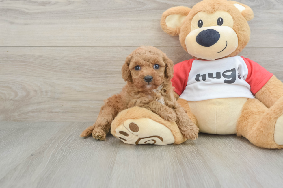 6 week old Cavapoo Puppy For Sale - Premier Pups