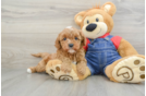 Adorable Cavalier King Charles Spaniel and Poodle Mix Poodle Mix Puppy