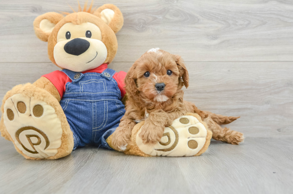 6 week old Cavapoo Puppy For Sale - Premier Pups