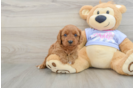 Happy Cavapoo Baby
