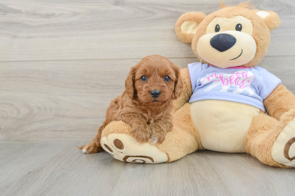 Happy Cavapoo Baby