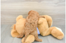 Cavapoo Pup Being Cute