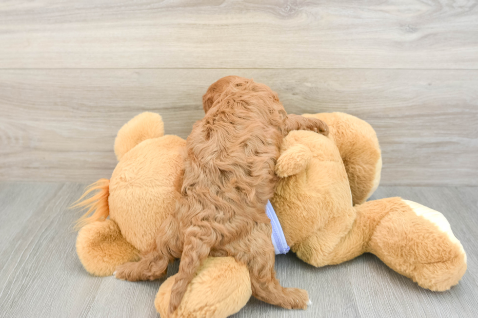 Cavapoo Pup Being Cute