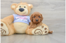 Cavapoo Pup Being Cute