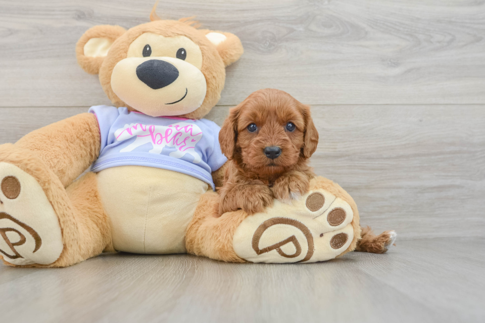 Cavapoo Pup Being Cute